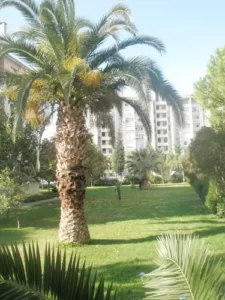 Palmen prägen das Stadtbild von Izmir - es wird niemal richtig kalt.